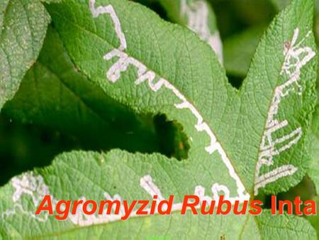 Agromyzid Rubus Intanon lf miner Kosol C. Agromyzid Rubus lf miner.