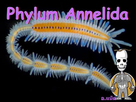 Phylum Annelida อ.แน็ต.