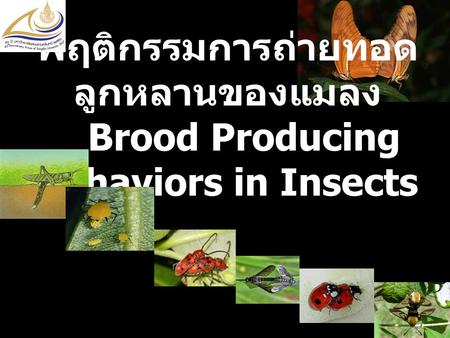 พฤติกรรมการถ่ายทอดลูกหลานของแมลง Brood Producing Behaviors in Insects