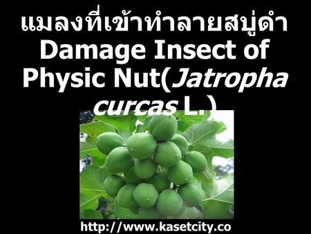 แมลงที่เข้าทำลายสบู่ดำ Damage Insect of Physic Nut(Jatropha curcas L.)
