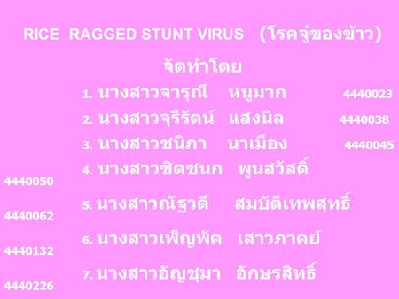 RICE RAGGED STUNT VIRUS (โรคจู๋ของข้าว)