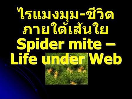 ไรแมงมุม-ชีวิตภายใต้เส้นใยSpider mite – Life under Web