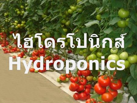 ไฮโดรโปนิกส์ Hydroponics.