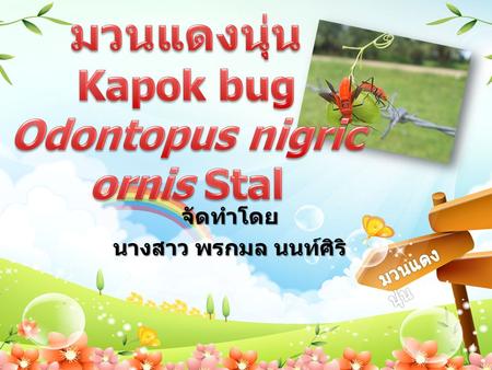 มวนแดงนุ่น Kapok bug Odontopus nigricornis Stal