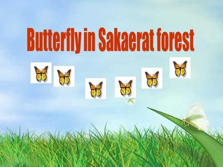 Butterfly in Sakaerat forest
