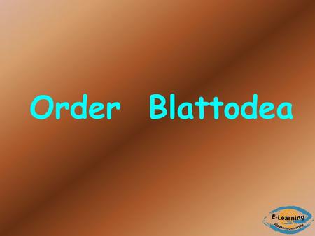 Order Blattodea.