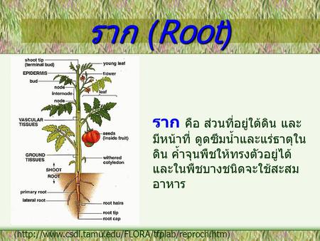 ราก (Root) ราก คือ ส่วนที่อยู่ใต้ดิน และมีหน้าที่ ดูดซึมน้ำและแร่ธาตุในดิน ค้ำจุนพืชให้ทรงตัวอยู่ได้ และในพืชบางชนิดจะใช้สะสมอาหาร (http://www.csdl.tamu.edu/FLORA/tfplab/reproch.htm)