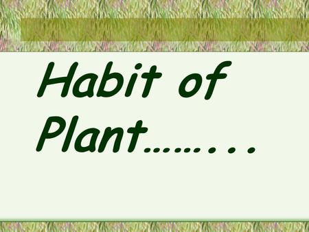 Habit of Plant……....