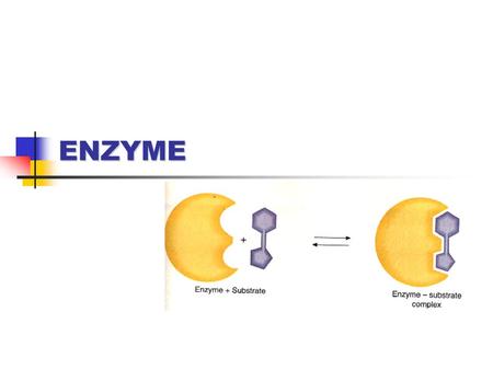 ENZYME.