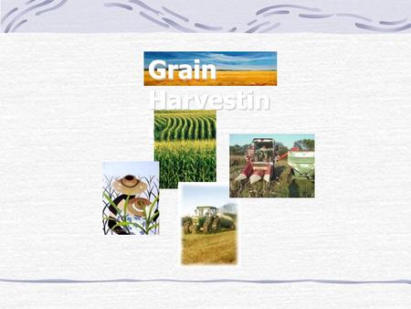 Grain Harvesting.
