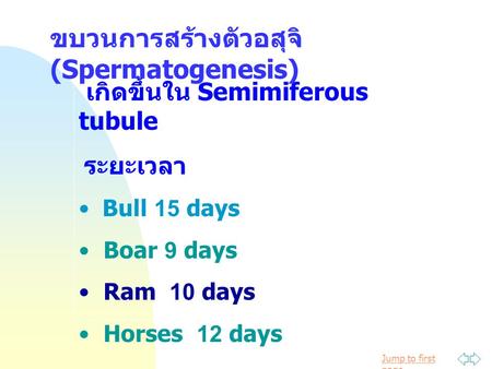 ขบวนการสร้างตัวอสุจิ (Spermatogenesis)
