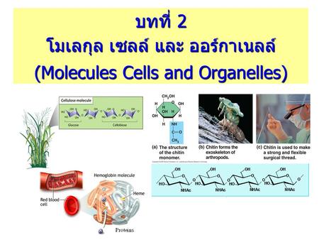 โมเลกุล เซลล์ และ ออร์กาเนลล์ (Molecules Cells and Organelles)