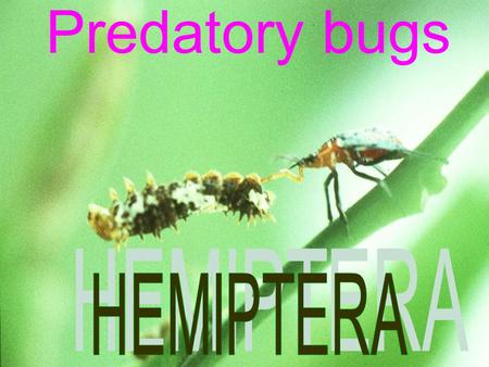 Predatory bugs HEMIPTERA.