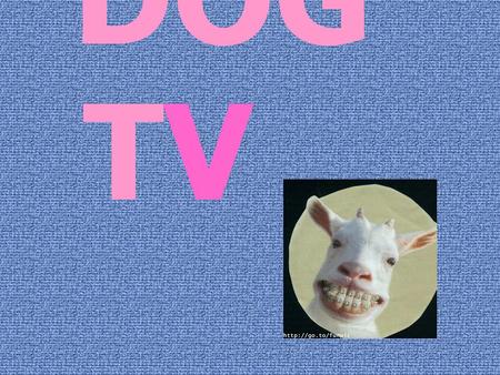 DOG TV ...