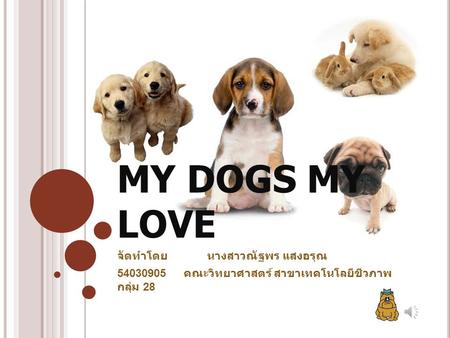 MY DOGS MY LOVE จัดทำโดย นางสาวณัฐพร แสงอรุณ