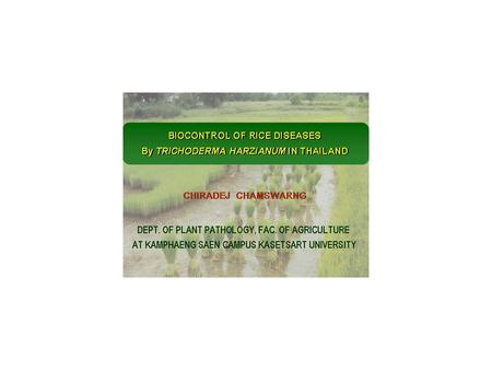 BIOCONTROL OF RICE DISEASES By TRICHODERMA HARZIANUM IN THAILAND