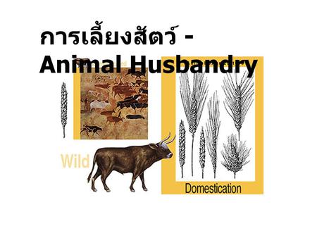 การเลี้ยงสัตว์ - Animal Husbandry