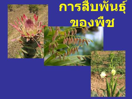 การสืบพันธุ์ของพืช.