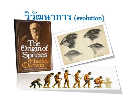 วิวัฒนาการ (evolution)