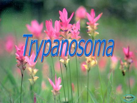 Trypanosoma.