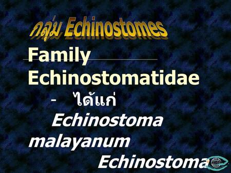 Family Echinostomatidae