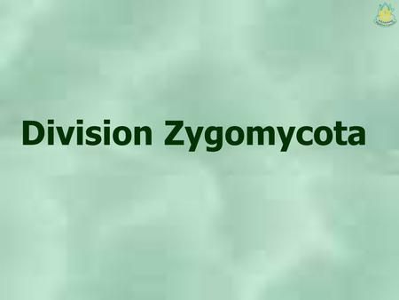 Division Zygomycota.