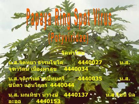 Papaya Ring Spot Virus (Potyviridae) จัดทำโดย