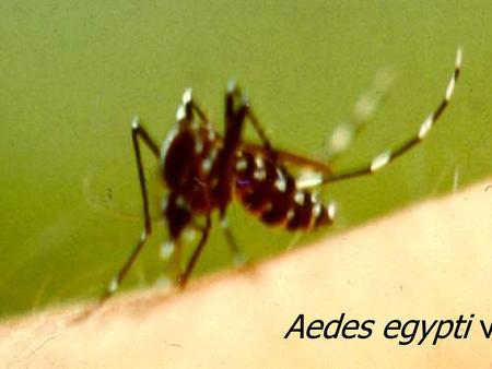 Aedes egypti vlls Ageniaspis citricola 18 PA Ageniaspis citricola PA.