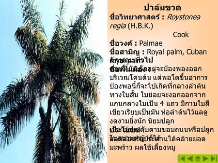 ปาล์มขวด ชื่อวิทยาศาสตร์ : Roystonea regia (H.B.K.) Cook