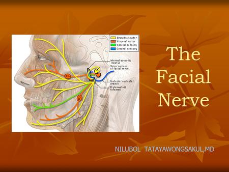 The Facial Nerve NILUBOL TATAYAWONGSAKUL,MD.