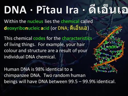 Within the nucleus lies the chemical called deoxyribonucleic acid (or DNA; ดีเอ็นเอ ). This chemical codes for the characteristics of living things. For.