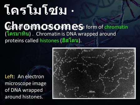 Most of the time, DNA exists in the form of chromatin ( โครมาทิน ). Chromatin is DNA wrapped around proteins called histones ( ฮีสโตน ). Left: An electron.