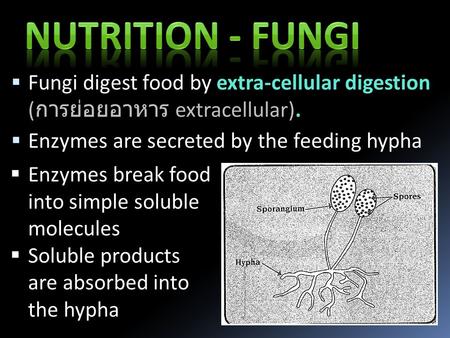 Nutrition - Fungi Fungi digest food by extra-cellular digestion (การย่อยอาหาร extracellular). Enzymes are secreted by the feeding hypha Enzymes break.