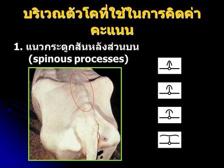 บริเวณตัวโคที่ใช้ในการคิดค่า คะแนน 1. แนวกระดูกสันหลังส่วนบน (spinous processes)