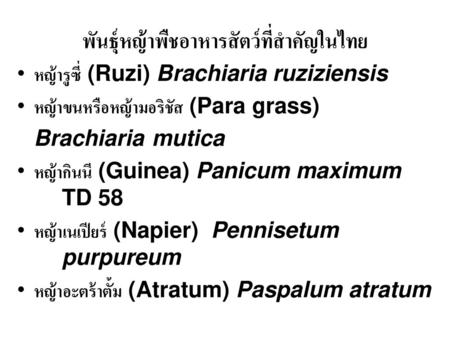 พันธุ์หญ้าพืชอาหารสัตว์ที่สำคัญในไทย