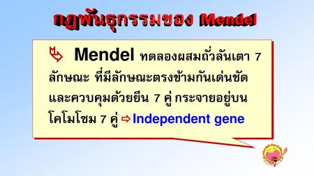 กฎพันธุกรรมของ Mendel