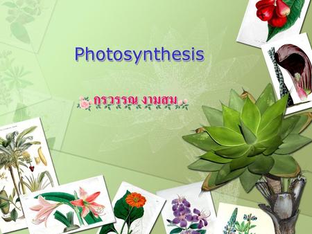Photosynthesis กรวรรณ งามสม.