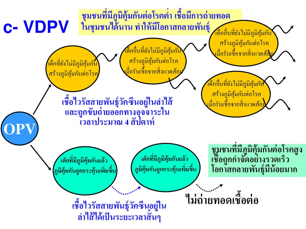 c- VDPV OPV ไม่ถ่ายทอดเชื้อต่อ