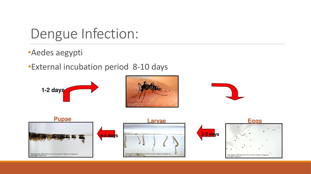 ไข้เลือดออก Dengue Hemorrhagic Fever Ppt ดาวน์โหลด