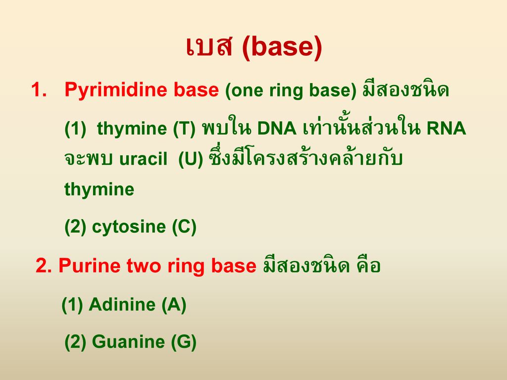 เบส (base) Pyrimidine base (one ring base) มีสองชนิด