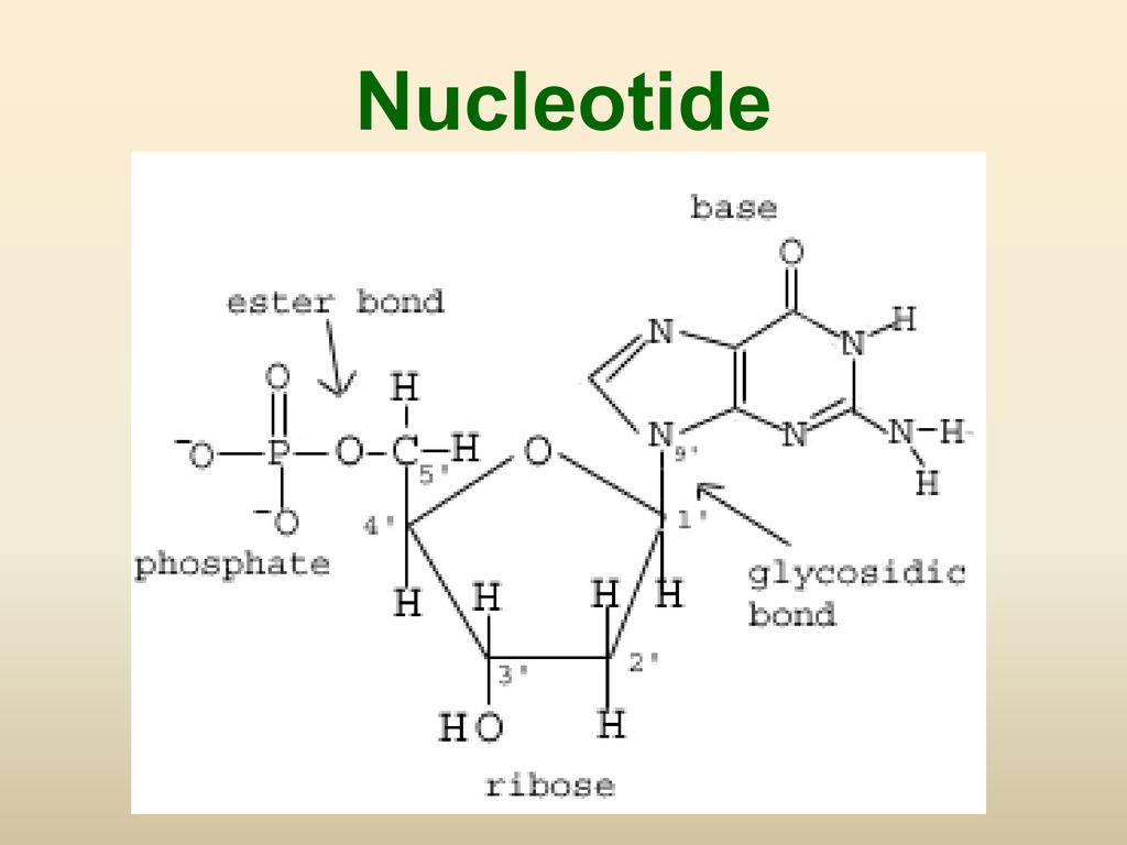 Nucleotide