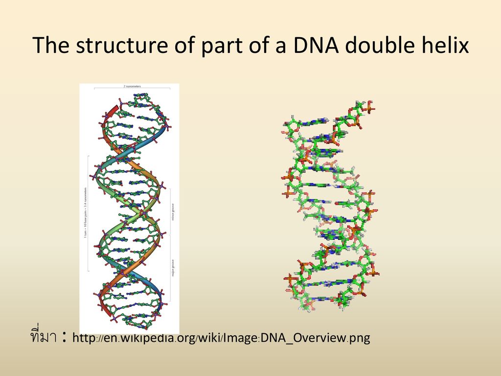 The structure of part of a DNA double helix