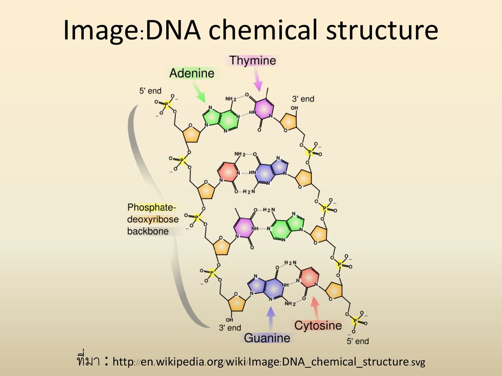 Image:DNA chemical structure