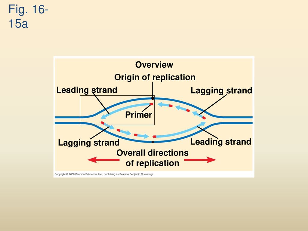 Overall directions of replication