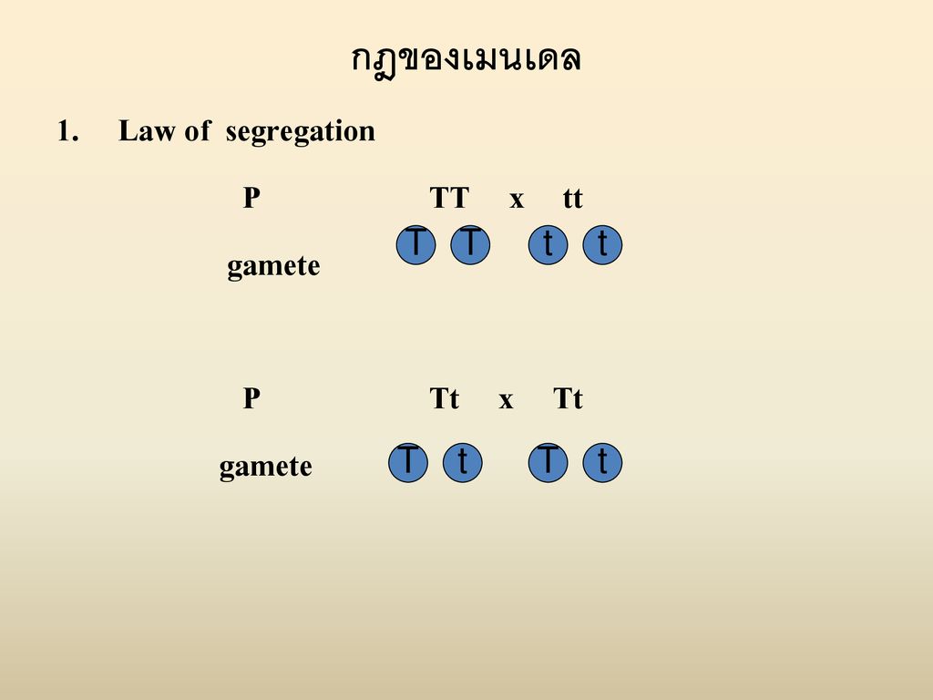 กฎของเมนเดล Law of segregation P TT x tt gamete P Tt x Tt T T t t T t