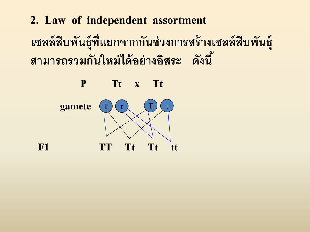 P Tt x Tt gamete F1 TT Tt Tt tt 2. Law of independent assortment