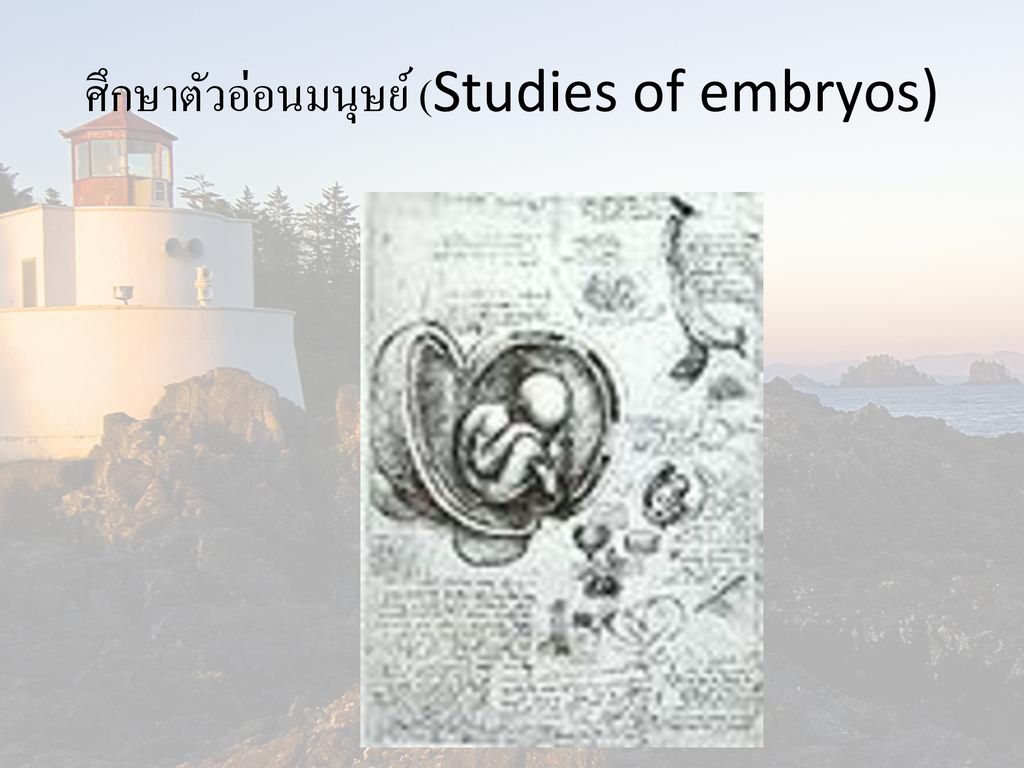 ศึกษาตัวอ่อนมนุษย์ (Studies of embryos)