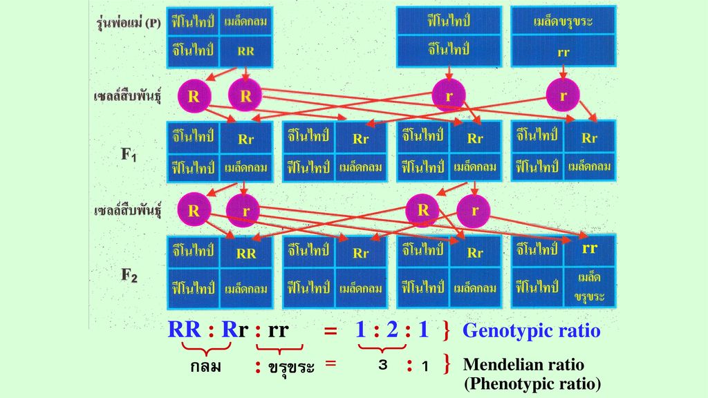 RR : Rr : rr = 1 : 2 : 1 } Genotypic ratio