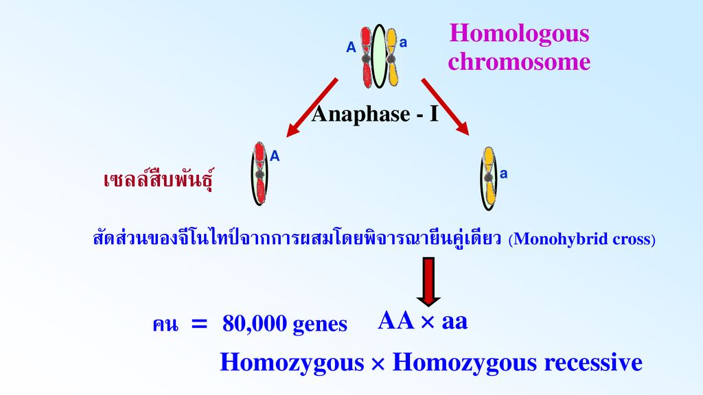 Homologous chromosome