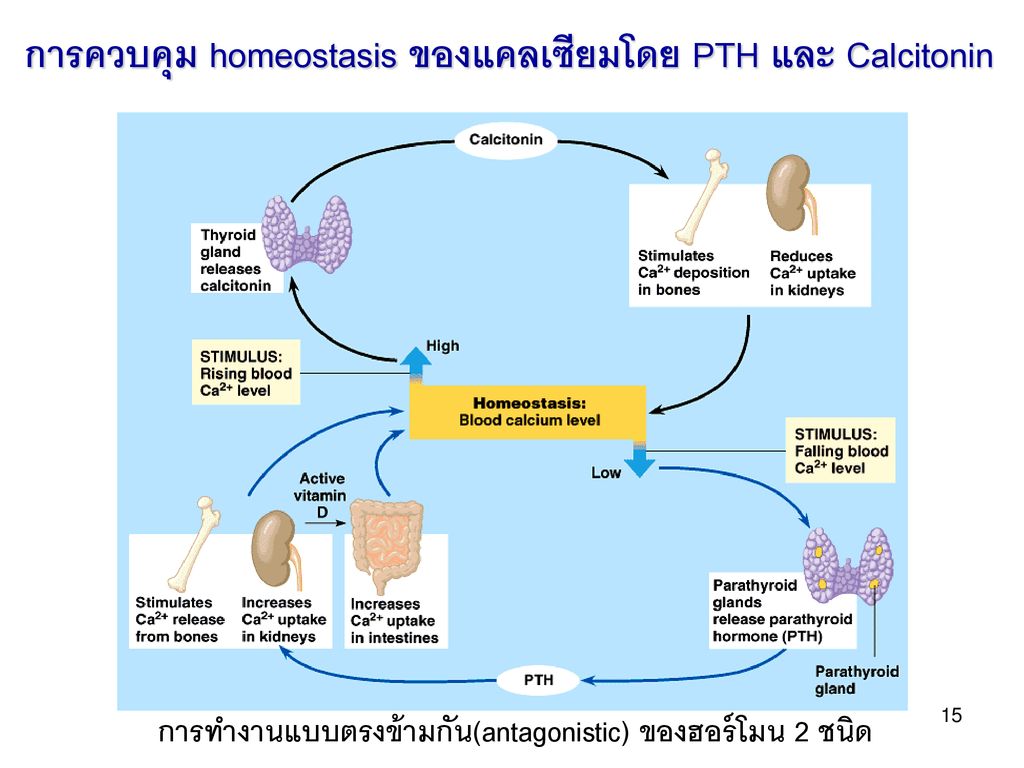 การควบคุม homeostasis ของแคลเซียมโดย PTH และ Calcitonin